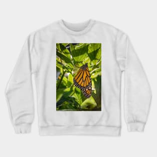 Monarch Butterfly 2 Crewneck Sweatshirt